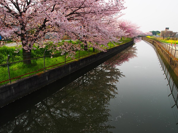 桜満開！